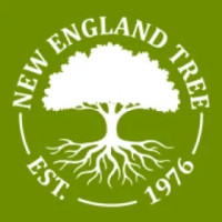 New England Tree