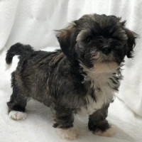 BEST BABY HAVANESE IN FLORIDA