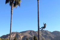 Arce's Tree Service Lakeside