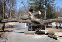 Sonoma Tree Service Pro