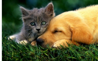 Animals