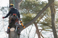 Sawyer Tree Service of Holly Springs