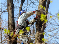 Tree Service Care of Fremont