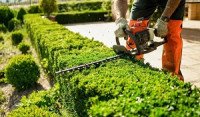 Foster City Lush Landscaping