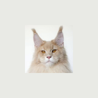Greek Garden Maine Coons