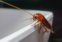 Frontline Cockroach Control Perth