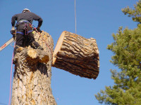 Tree Service York PA