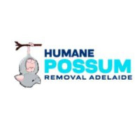 Humane Possum Removal Adelaide