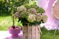 hortensia pasning