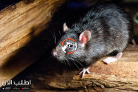 مكافحة الفئران بالرياض جنة المملكة