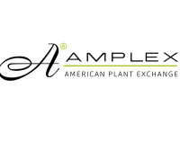 About Amplex