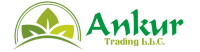 Best Cumin Seeds Supplier & Exporter in UAE – Ankur Trading LLC