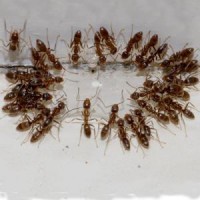 Ants Control Brisbane