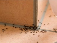 Ants Control Adelaide