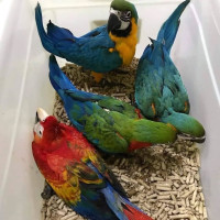 Talking African Grey, Macaws and Cockatoo Parrots Available Now