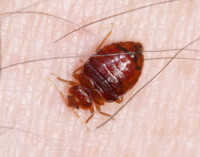 Peters Bed Bugs Control Adelaide SA