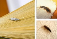 Silverfish Control Brisbane