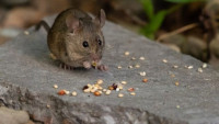 Exit Rodent Control Melbourne