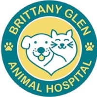 Brittany animal