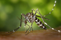 +18337200212 Mosquito Control: Prevention and Bite Protection Tips