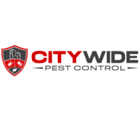 City Wide Bee Removal Brisbane