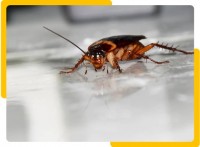 Real Cockroach Control Adelaide