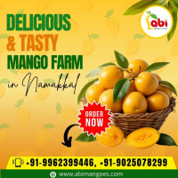 Delicious and Tasty Mango Farm in Namakkal