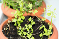 Best herb garden