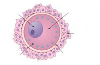 Egg Donation Cost in Hyderabad