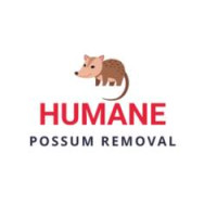 Humane Possum Removal St Kilda