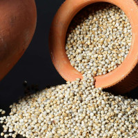 Green Millet Exporter From India