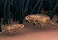 Flea Control Melbourne
