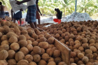 Greeny Meadows | Leading Fresh Coconut Exporter in India