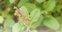 Gulab.pk – Everything You Need for a Lush, Thriving Garden