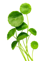 Dr Anjali Ayurvedic Center