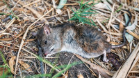 Sure Fire Dead Animal Removal Sydney