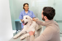 Innovo Vet: 24/7 Emergency Vet & Dog Dentistry in Toronto