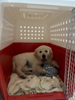 Dog Transport Service