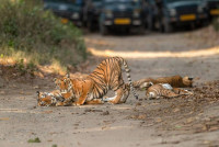 Best Zone for Tiger Sighting in Jim Corbett National Park