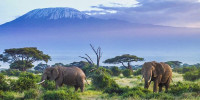 Exploring the Wonders of Kenya: A Safari Adventure