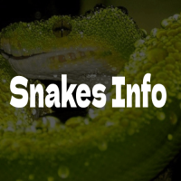 Snakes Info
