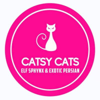 Catsy Cats – Exotic & Sphynx Cattery