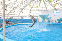 Dolphin Show Pattaya