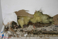 Mold Remediation Professionals St Louis