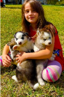 Siberian Huskies Puppies Golden Retrievers