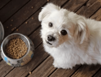 Pet Supplies | Dingos Natural Pet Food and Spa