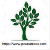 Tree Cabling Peoria