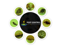 Pest Control Banora Point