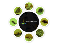 Pest Control Kellyville