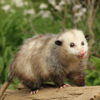 247 Possum Removal Sydney